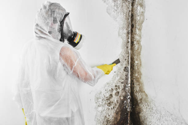 Best Commercial Mold Removal  in Ladera, CA