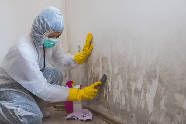 Best Mold Removal Specialists  in Ladera, CA