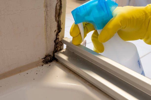 Best Affordable Mold Removal  in Ladera, CA