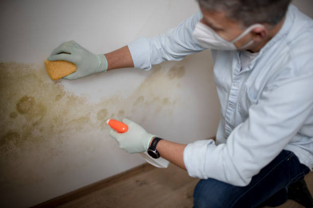 Best Attic Mold Removal  in Ladera, CA