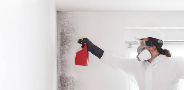 Best Professional Mold Removal  in Ladera, CA