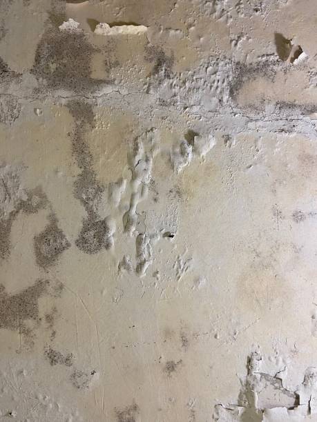 Best Mold Cleaning Services  in Ladera, CA