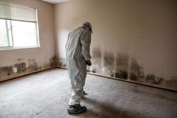 Trusted Ladera, CA Mold Removal Experts