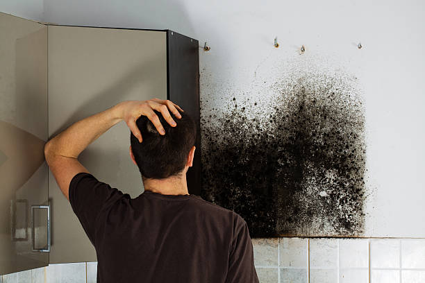 Best Mold Testing  in Ladera, CA