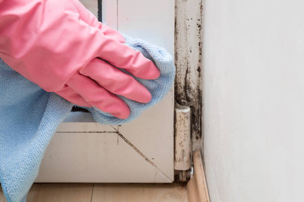 Best Local Mold Removal Service  in Ladera, CA